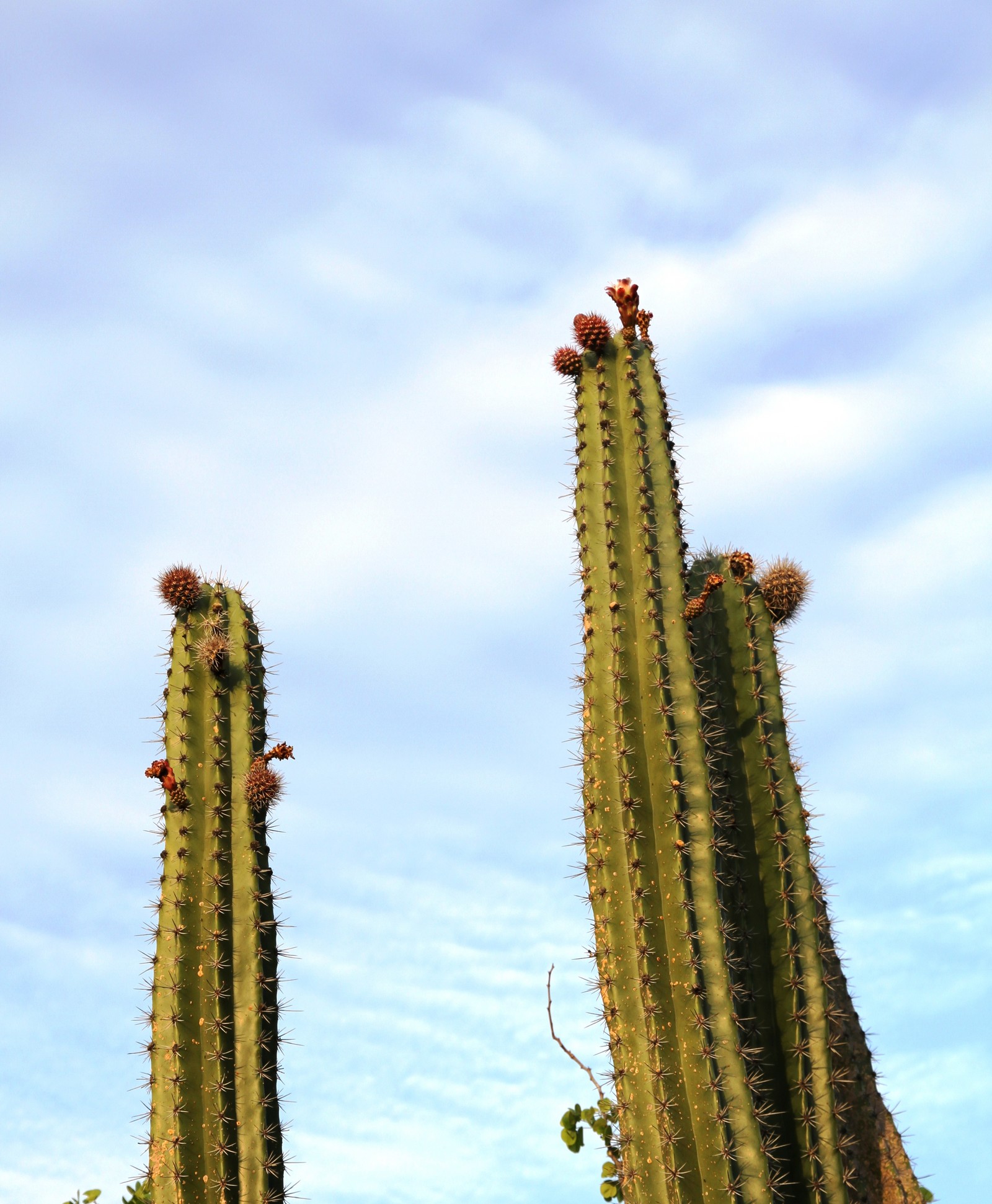 click for 
next photo